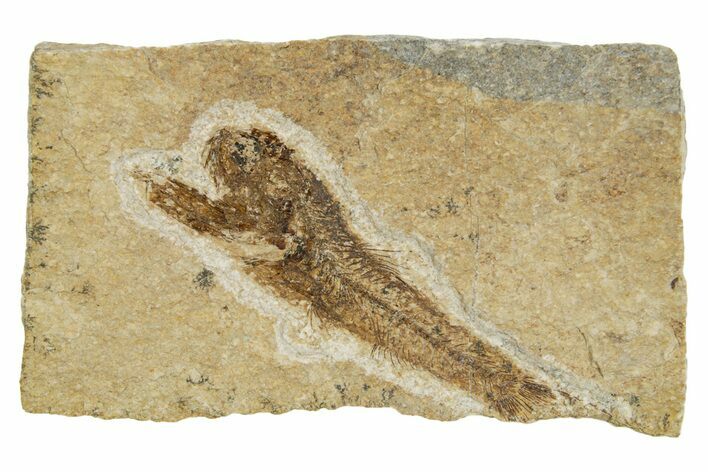 Oligocene Fossil Lanternfish (Eomyctophum) - Poland #374298